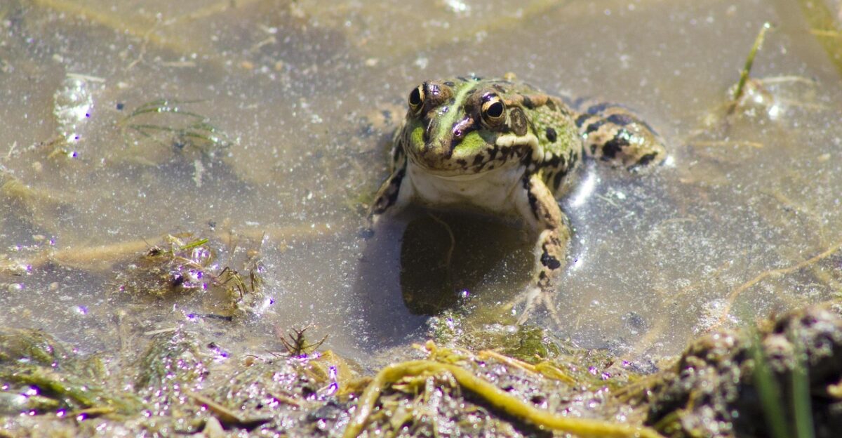 frog batrachian water green frog raft croak amphibious scan algae pond float up river nature lake reflection brightness fisherman forest dirty water principe encantado eyes camouflage herbs rural open air green shore mud standing water dirty water dirty water dirty water dirty water dirty water
