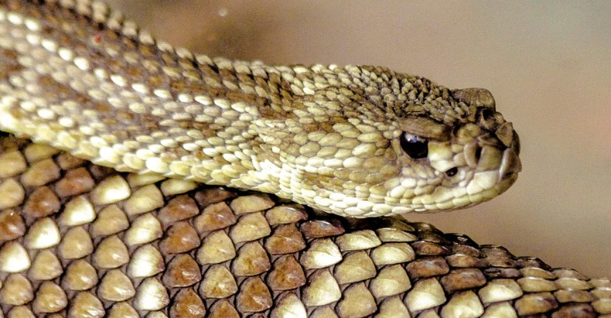snake, rattlesnake, diamond rattlesnake, poisonous, reptile, brazil, amazonia, rattlesnake, rattlesnake, rattlesnake, rattlesnake, rattlesnake