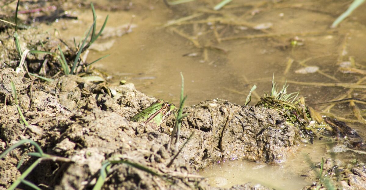 frog batrachian water green frog raft croak amphibious scan algae pond float up river nature lake reflection brightness fisherman forest dirty water principe encantado eyes camouflage herbs rural open air green shore mud standing water dirty water dirty water dirty water dirty water dirty water