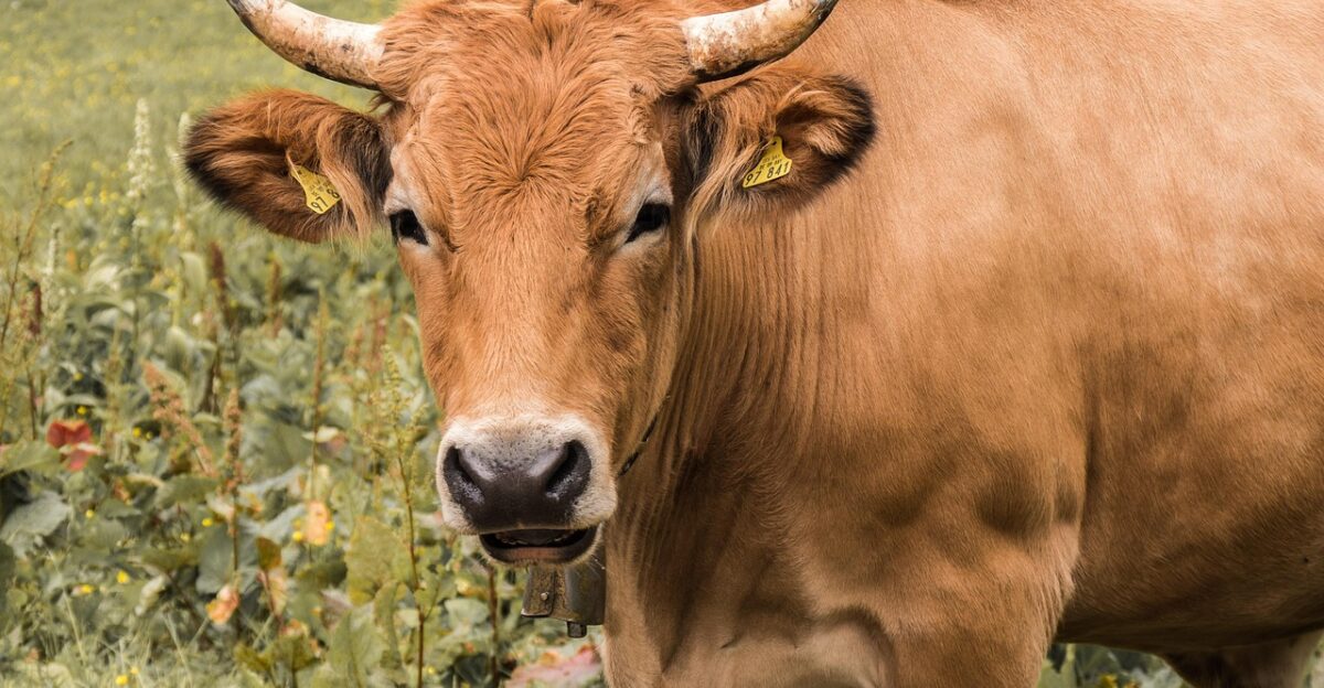 beef livestock agriculture horns nature animal