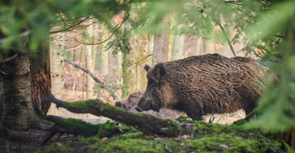 animal mammal wild boar pig species fauna nature wildlife