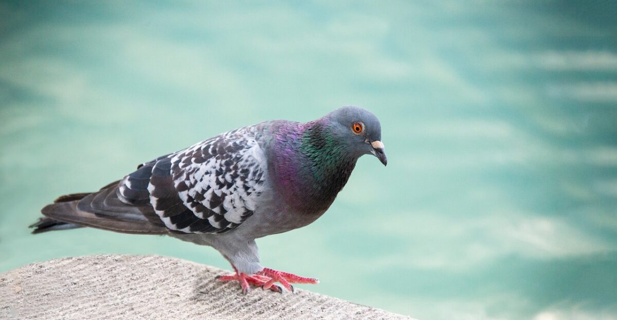 dove pigeon bird rock dove rock pigeon nature common pigeon animal