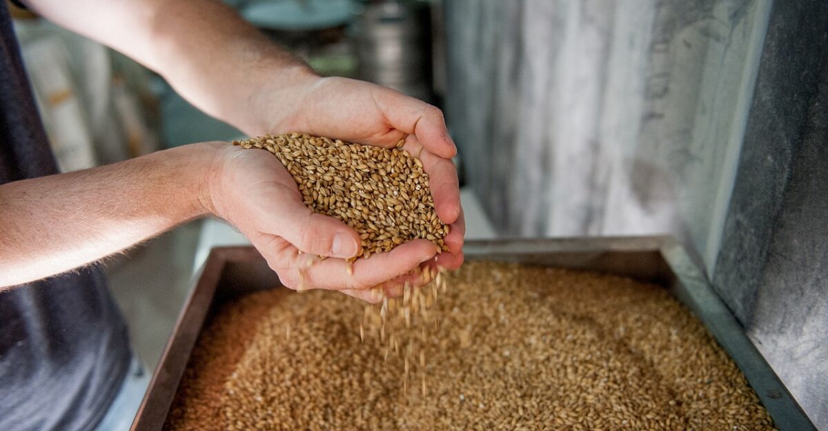 malt beer production barley brewery drinks malt malt malt malt malt barley brewery brewery brewery