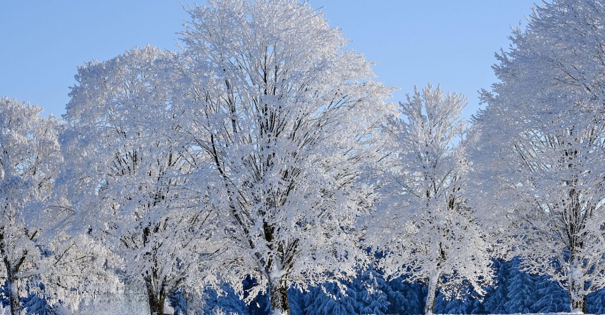 winter snow trees frost winter landscape nature covered in snow
