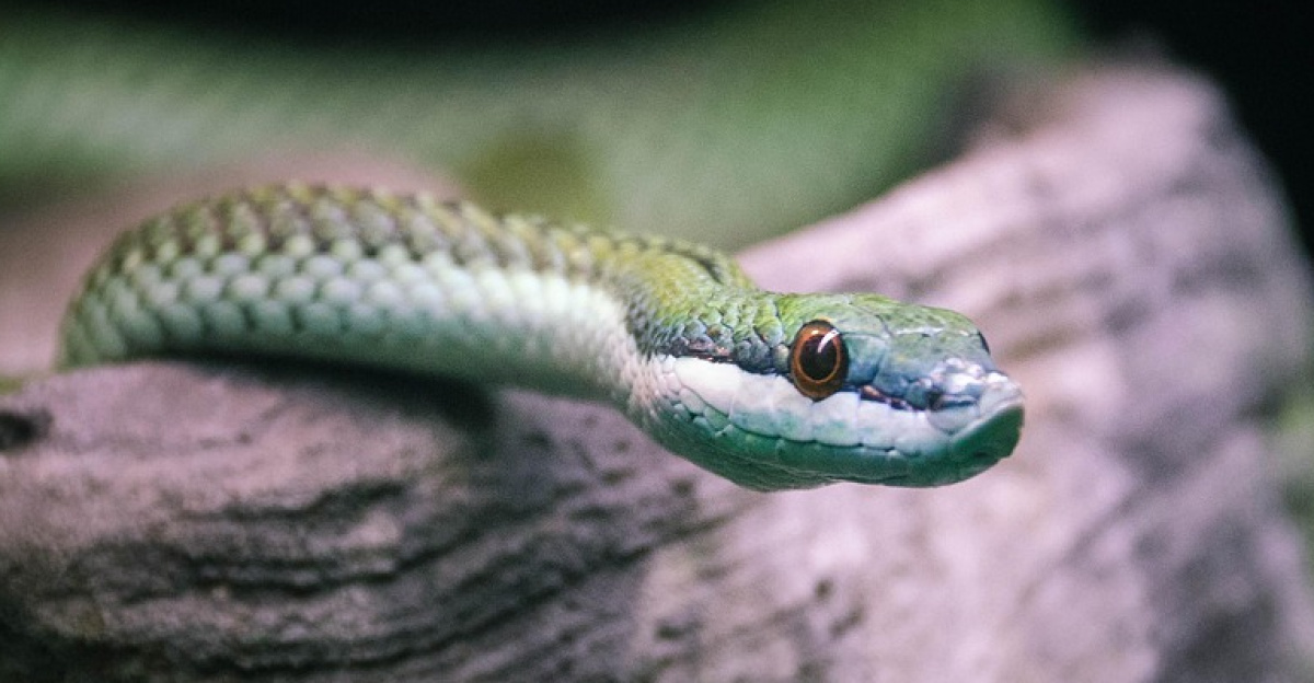 snake, reptile, animal, nature, scales, portrait, head, serpent