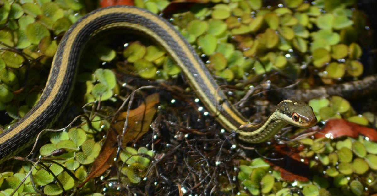 eastern ribbon snake, snake, reptile, swamp, ribbon snake, wildlife, ribbon snake, ribbon snake, ribbon snake, ribbon snake, ribbon snake