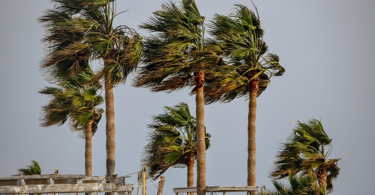 tree palm tropical wind storm weather nature wind wind wind wind wind storm storm
