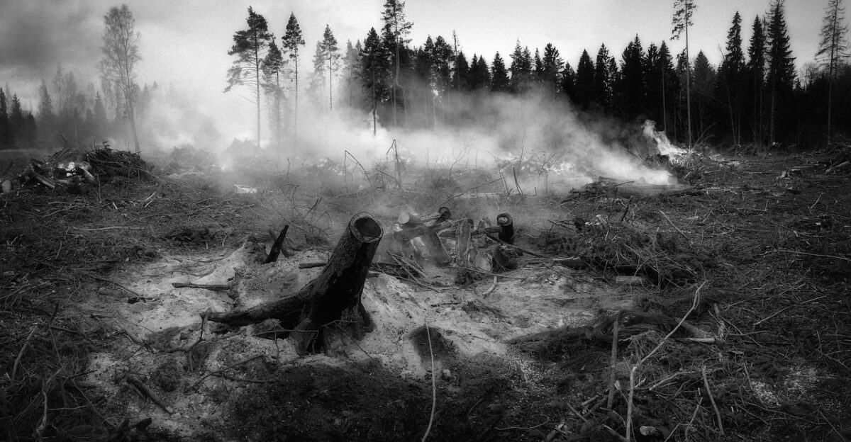 the forest fell fire smoke nature tree wildfire