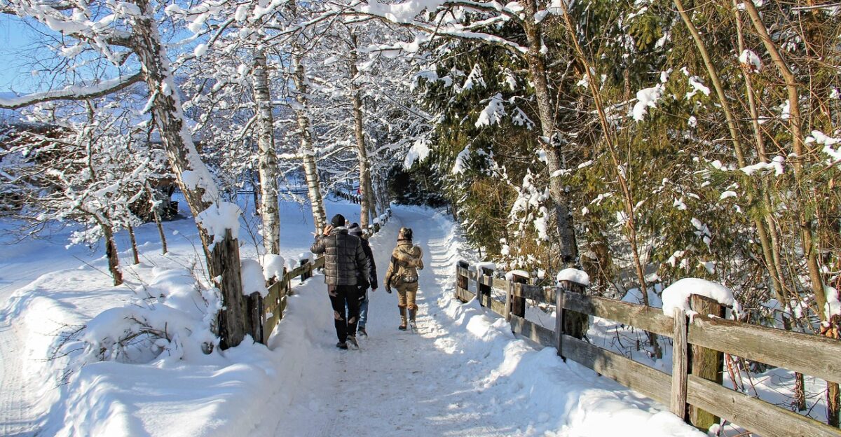 winter snow white landscape promenade people walk snow landscape cold nature path trees covered in snow winter landscape