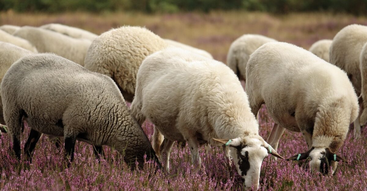 heather heath sheep sheep moorland cattle heather flowers animals nature graze purple colorful sheep sheep sheep sheep sheep