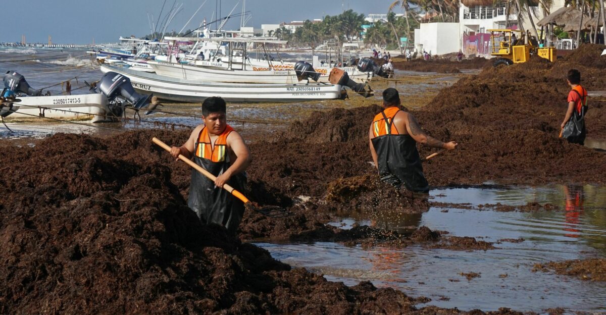 Meet the sargassum belt a 5 000-mile-long snake of seaweed