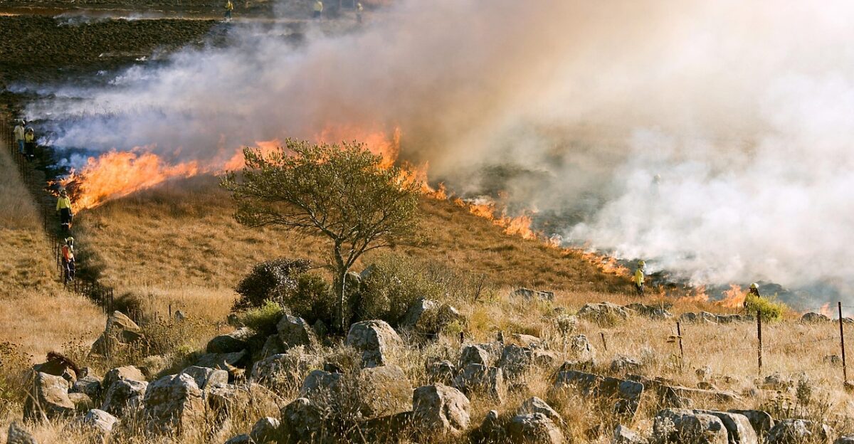 grass fire firefighter smoke preventive burning wildfire emergency environment firefighting flame risk bush fire burn burning firebreak threat hot heat nature ecology season danger brown fire brown grass brown smoke brown emergency wildfire wildfire wildfire wildfire wildfire