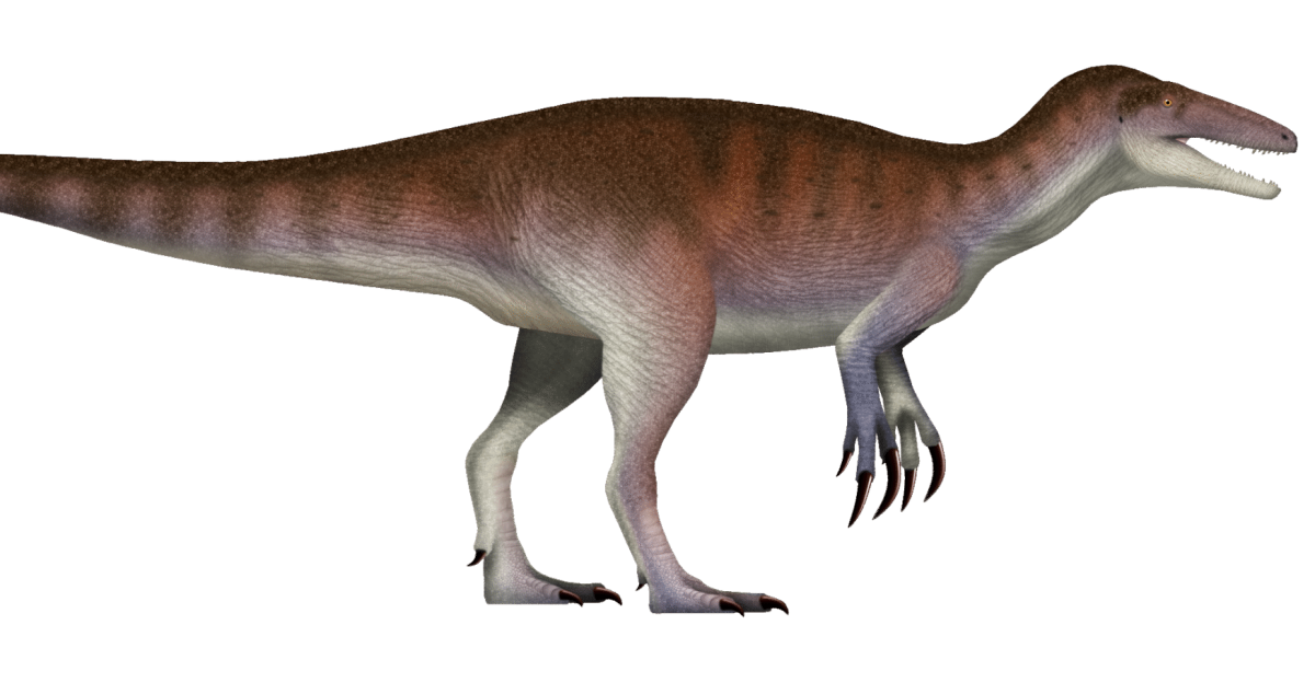 Joaquinraptor is the most recent known megaraptoran. It was a large bipedal carnivore, growing to at least 7 m in length, and weighing approximately 1 t. Typical for megaraptorans, Joaquinraptor had a long lightly built skull with many relatively small teeth, and large slender claws on the first digit of each hand.