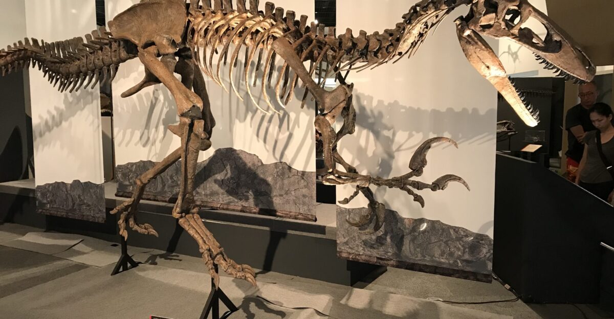 Megaraptor - Wikipedia