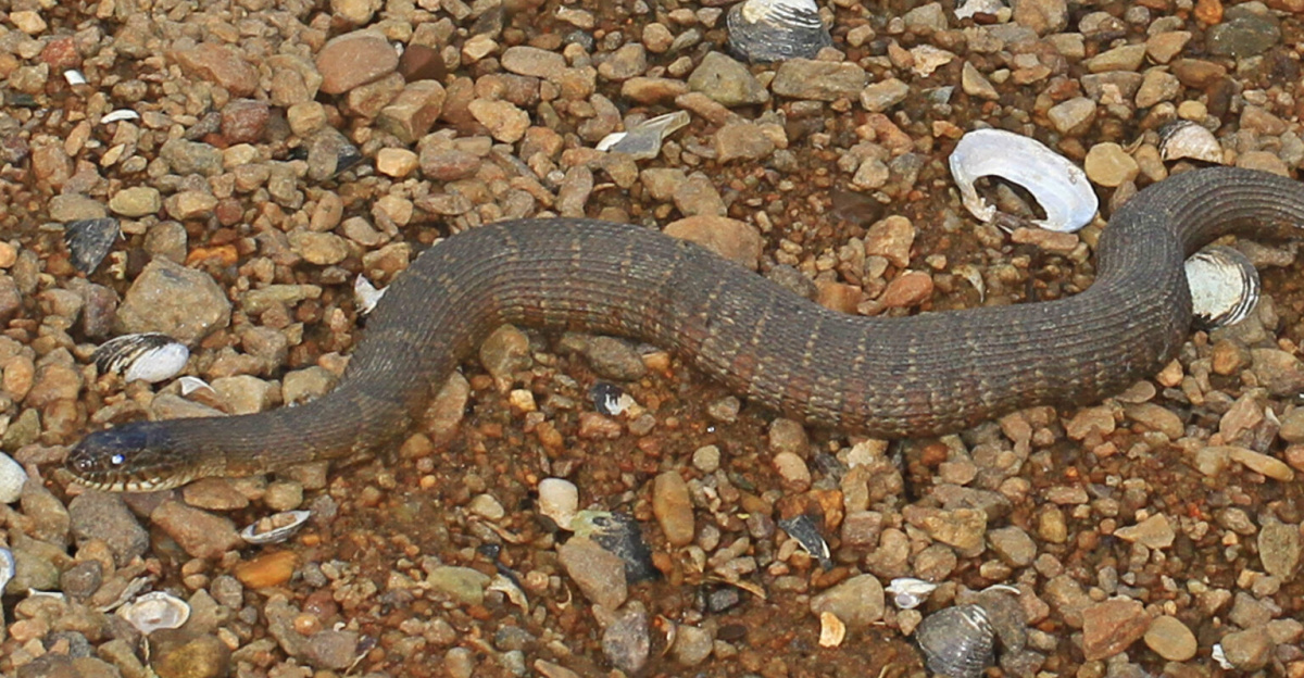 Northern Water Snake - Nerodia sipedon, Occoquan Bay National Wildlife Refuge, Woodbridge, Virginia