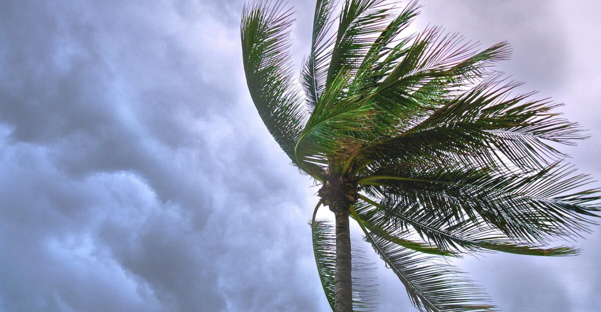 A palm tree sways in the wind against a dramatic cloudy sky in Thailand