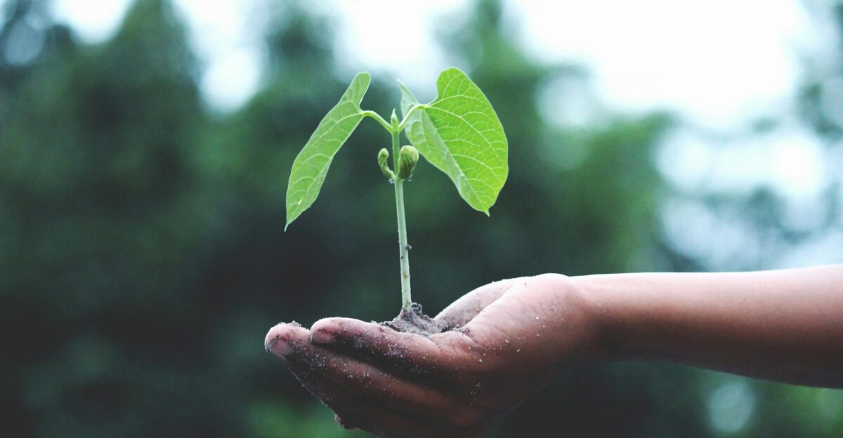 A young sapling held in hands symbolizes growth and sustainability