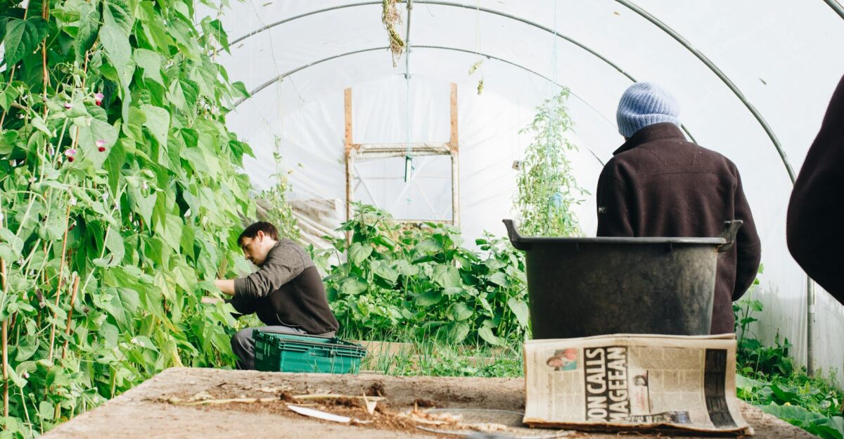 Two farmers tending to vegetables in a greenhouse in County Galway Ireland