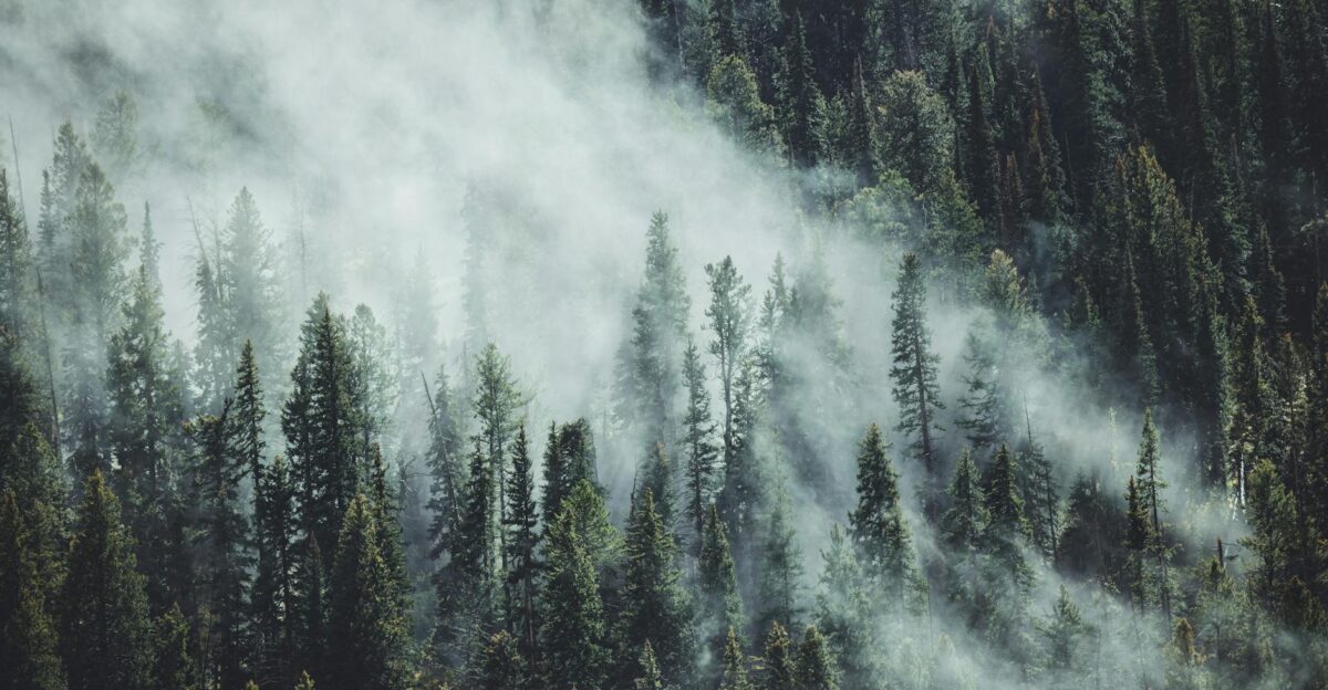 Dense fog envelops a towering pine forest in Wyoming USA creating an ethereal and mystical atmosphere