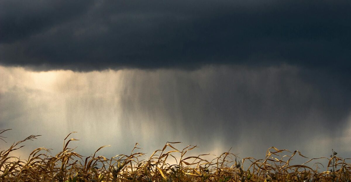 A cornfield with dramatic storm clouds overhead capturing impending weather