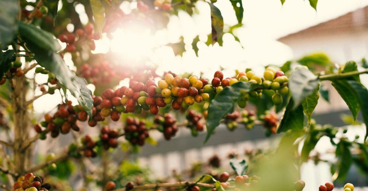 Sunlit coffee plant with ripe cherries on branches showcasing nature s bounty