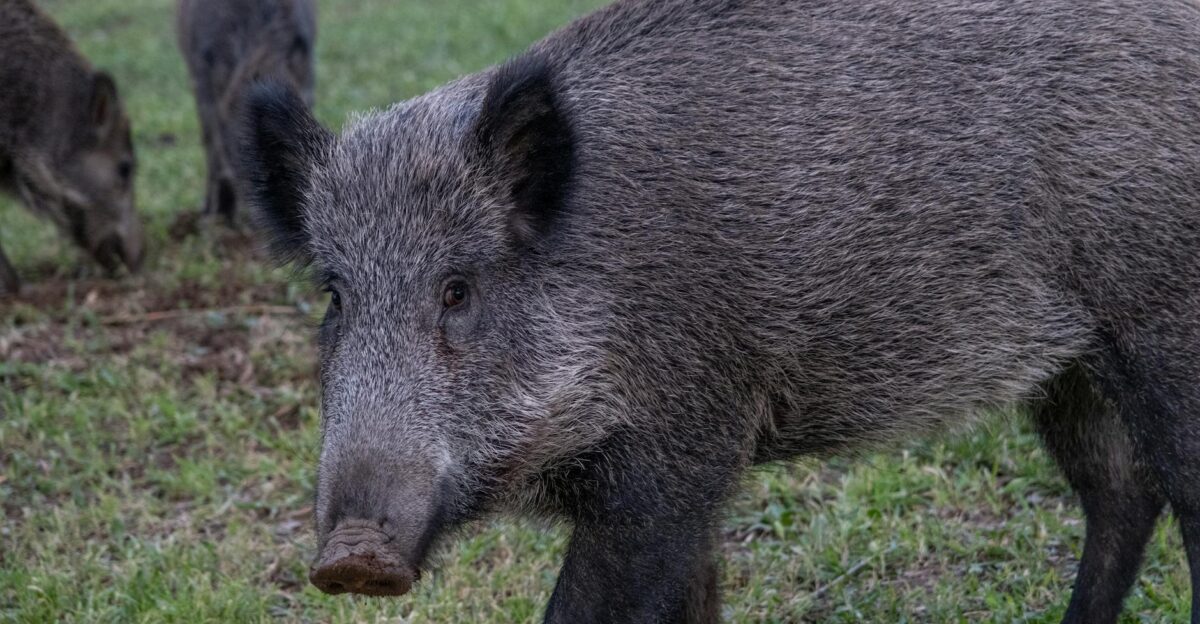 Close-up of wild boars grazing in the lush grasslands of zmir T rkiye