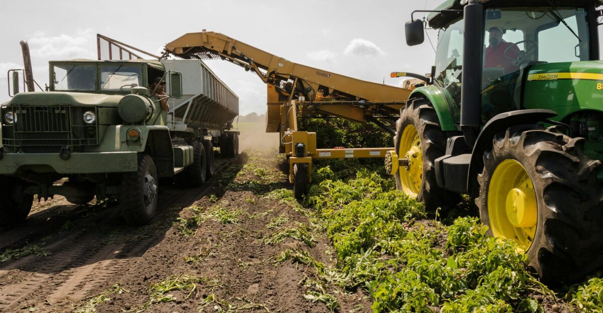 A tractor and truck collaborate in harvesting crops on a sunny farm field