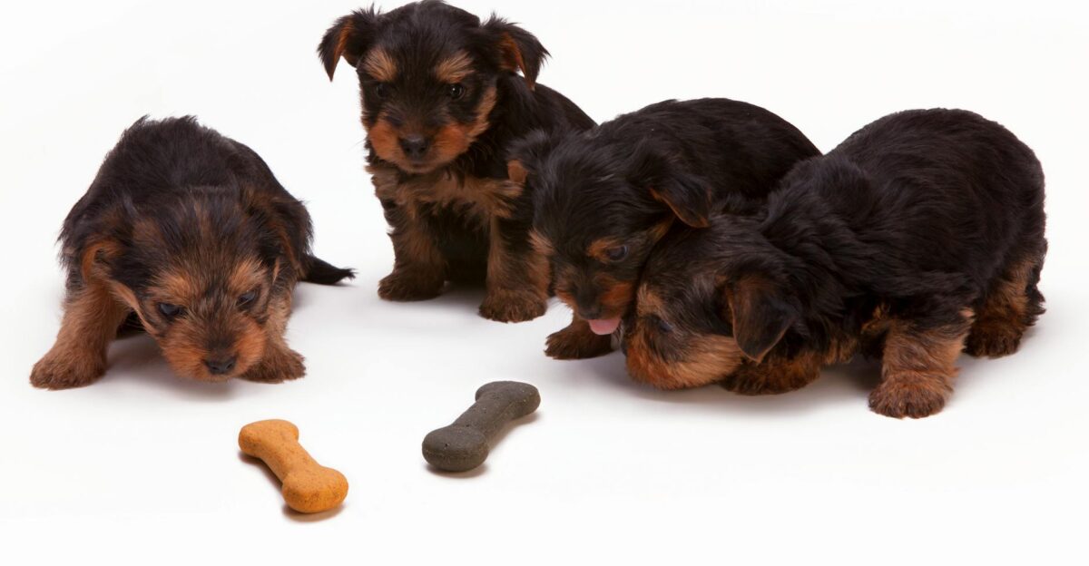 Adorable Yorkshire Terrier puppies interacting with bone-shaped treats in a studio setting