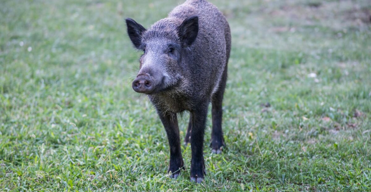 Close-up of a wild boar standing on grass in Bornova zmir Perfect for wildlife and nature themes
