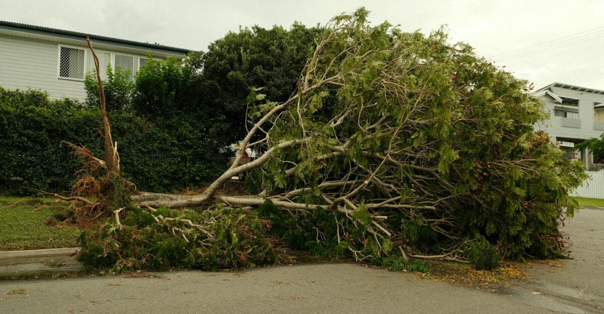 A large tree lies uprooted on a street after a severe storm highlighting nature s power