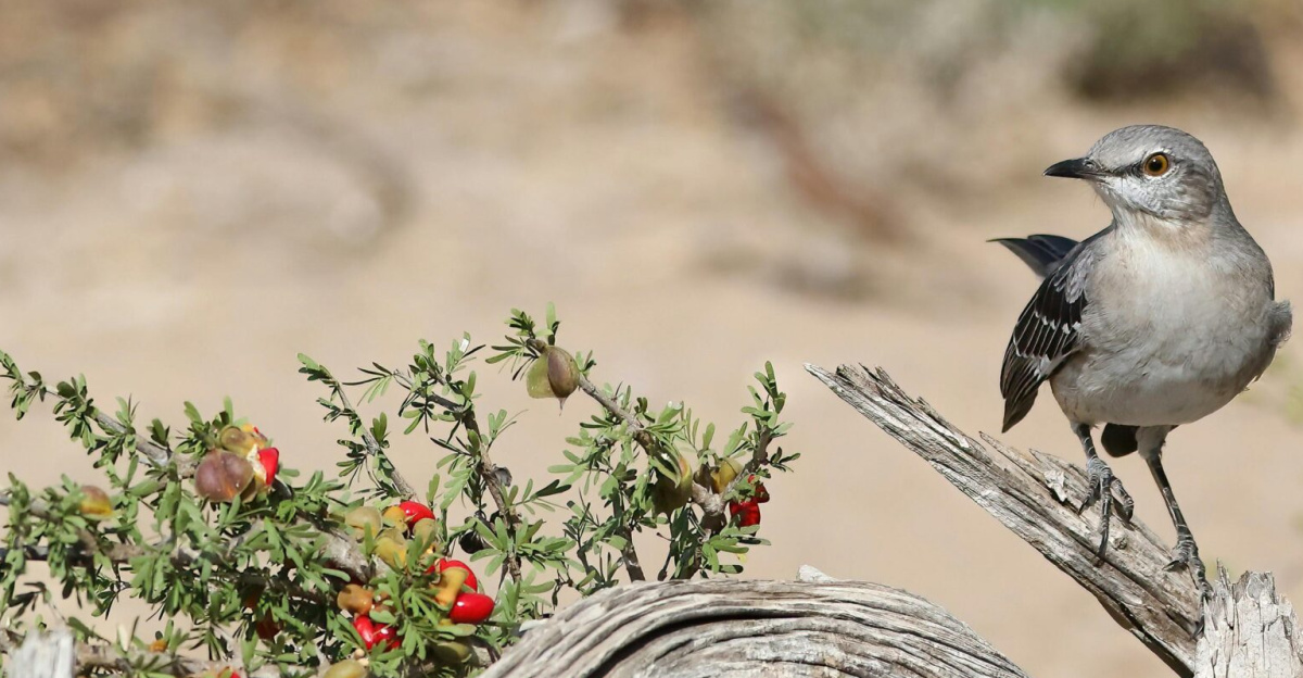 Free stock photo of mockingbird