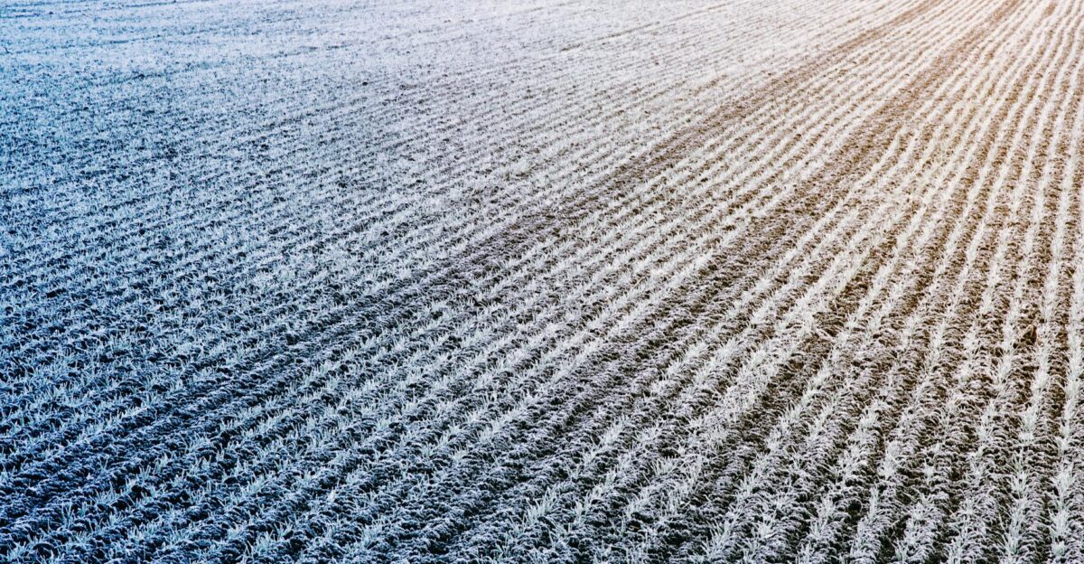 Aerial view of a frosty field with rows of crops at sunrise highlighting nature s patterns