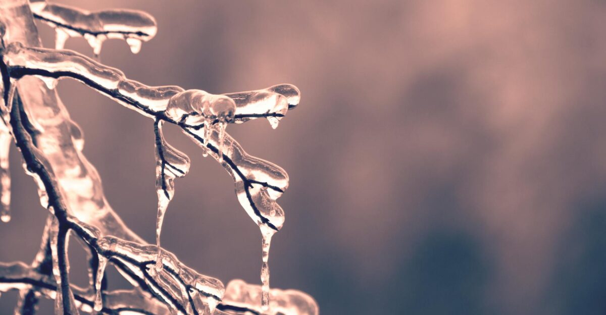 A detailed close-up of frosty branches covered with icicles capturing the serene winter mood