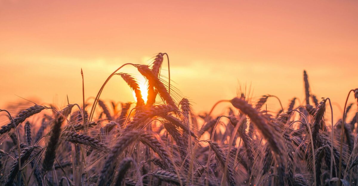A vibrant sunset illuminates a field of ripening wheat casting a warm golden glow