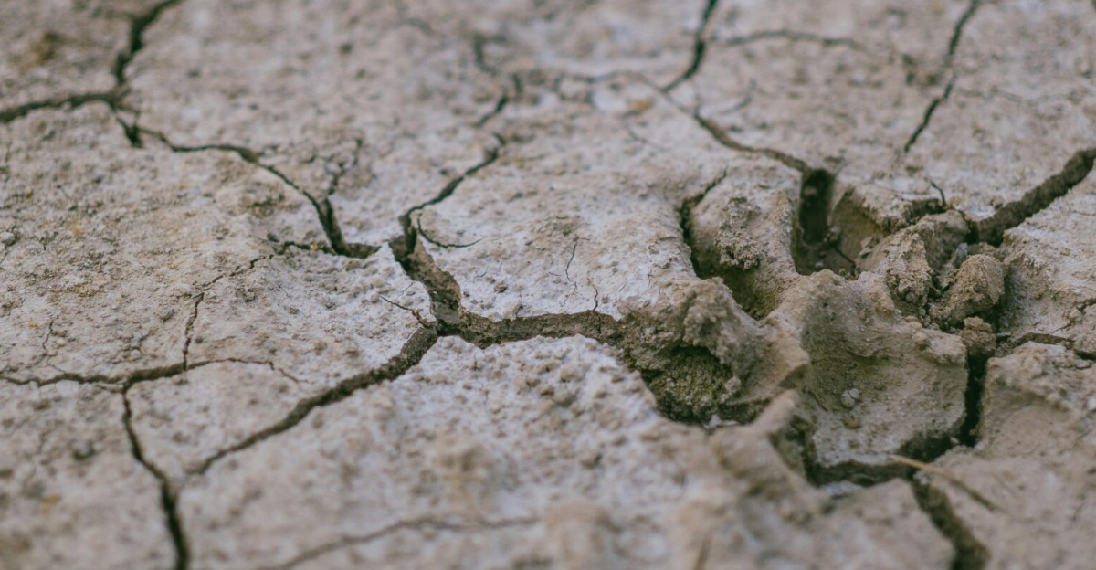 A paw print on a cracked, dry ground symbolizing drought and arid conditions.