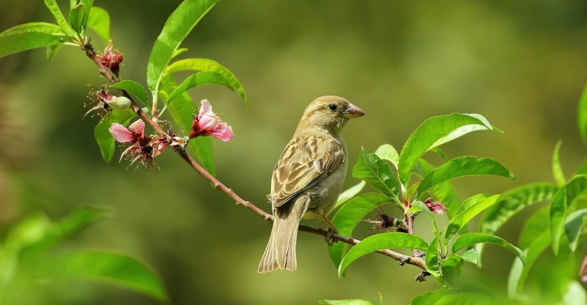 Captivating shot of a sparrow perched on a blooming branch with vibrant green leaves and flowers