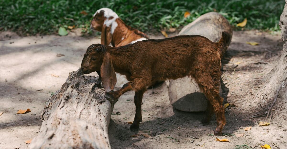 A brown goat standing on a dead tree log in a natural setting Bali Indonesia