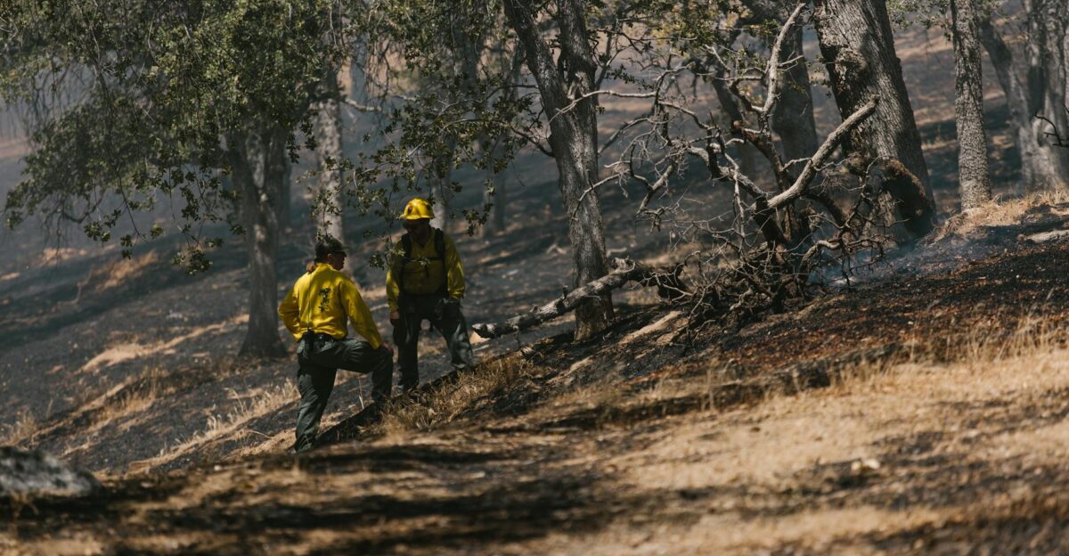 Two firefighters inspect a charred forest area post-wildfire amidst burnt trees and foliage