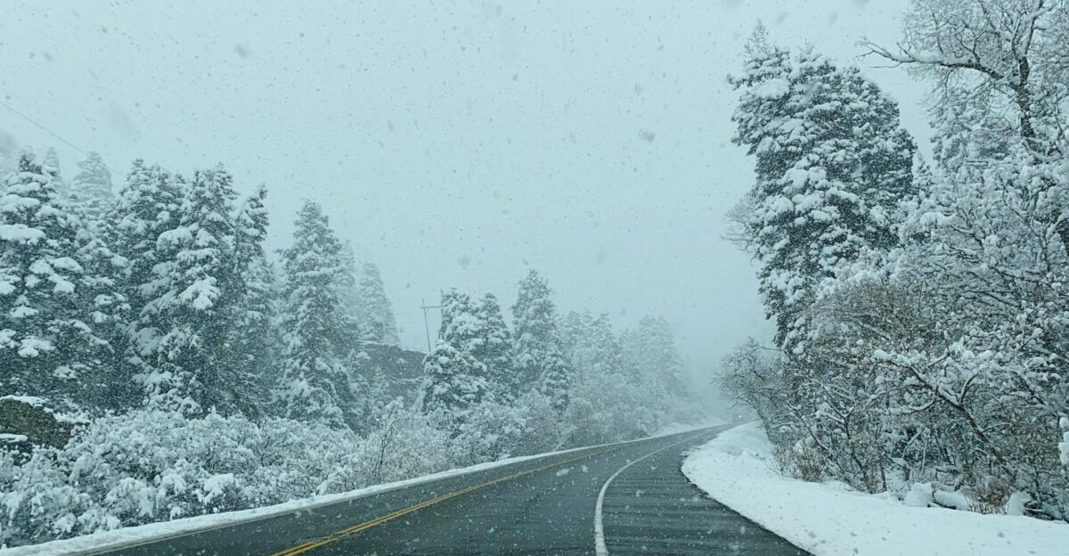 A snow-covered road winding through a winter forest in Salt Lake City during heavy snowfall