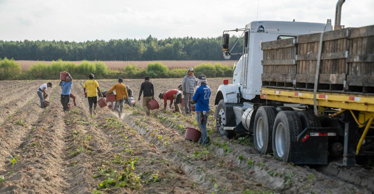 Farm workers harvesting crops in a sunny North Carolina field with a truck nearby
