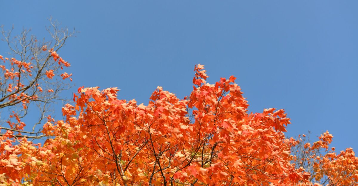 orange leafy tree during daytime
