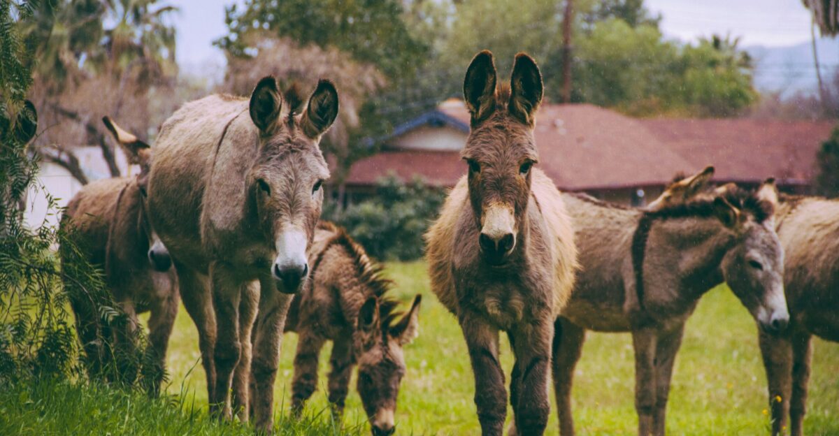brown horses on pasture during daytime