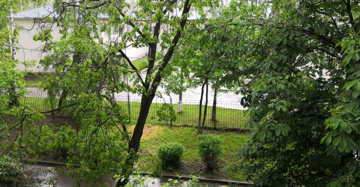 green trees near body of water during daytime