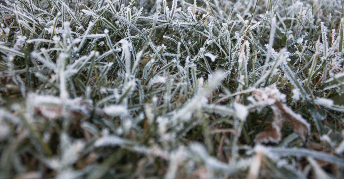 gray and brown grass field