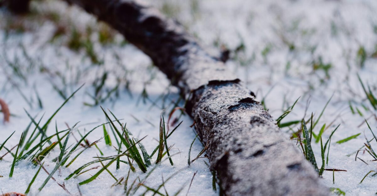 brown tree trunk on snow covered ground