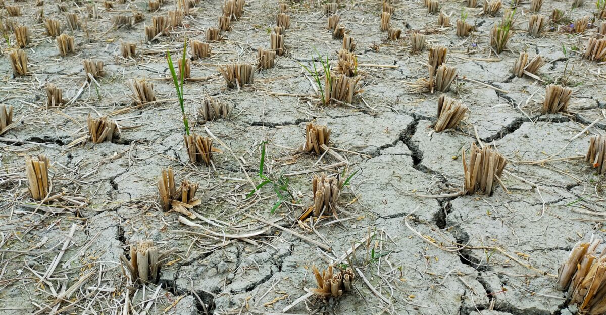 a large field of dead plants in the middle of the day