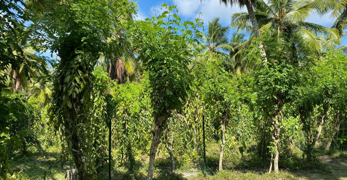 a dirt road surrounded by palm trees on a sunny day