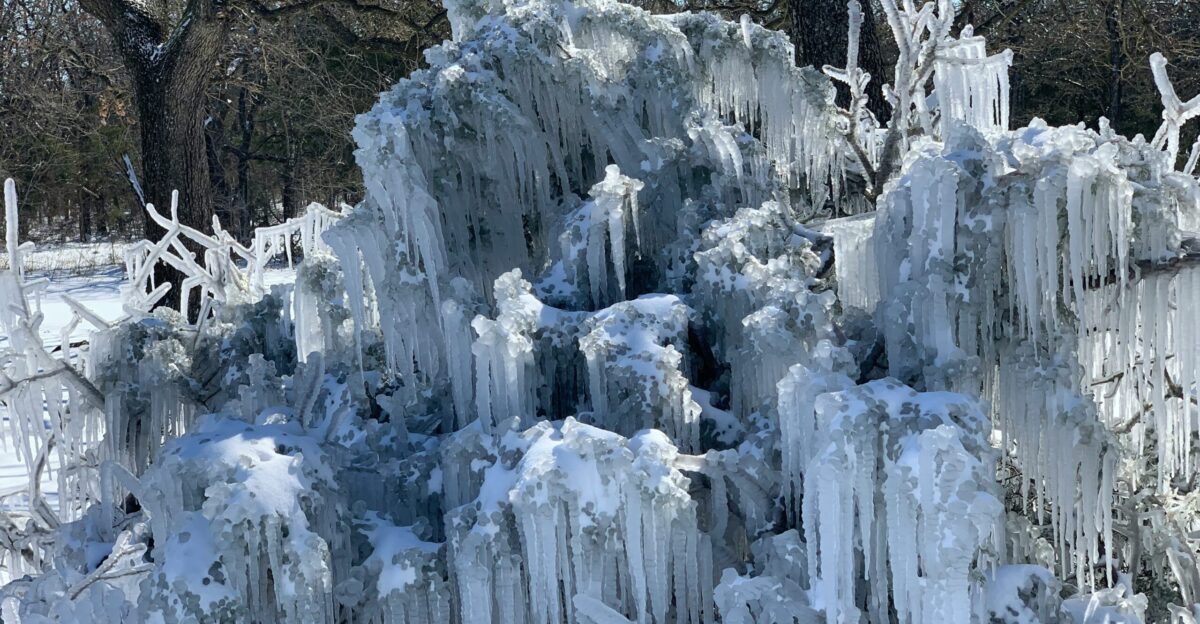 a bunch of ice covered trees in the snow