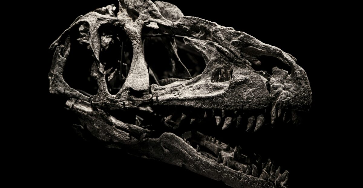 a skull of an animal