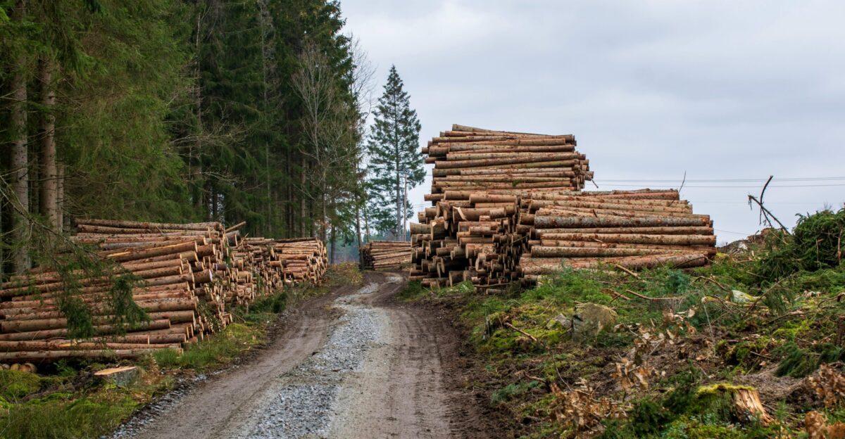 a dirt road that has a bunch of logs on it